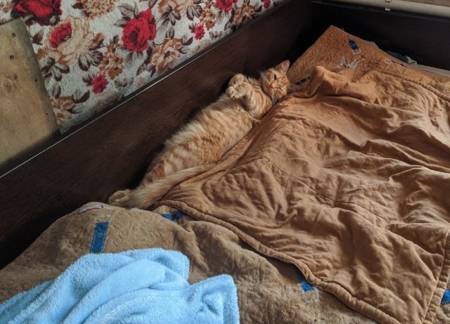 Раз котовторник, то получите )