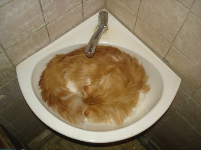 Котейка, который не знает как лежат котейки
