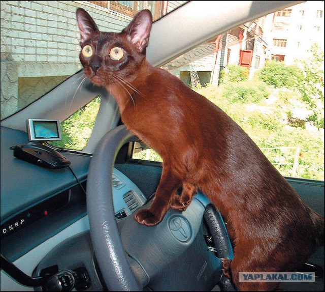 Никогда не давайте коту управлять машиной!