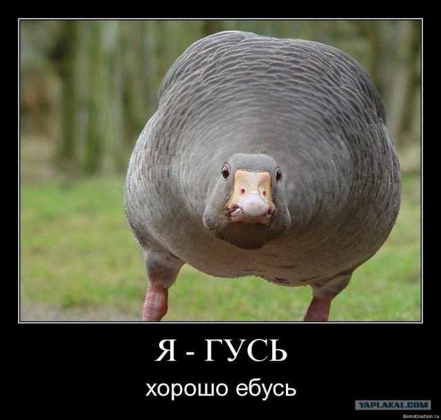 Здравствуйте - это гусь