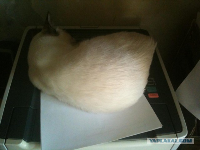 Котовторник 01.07.2014