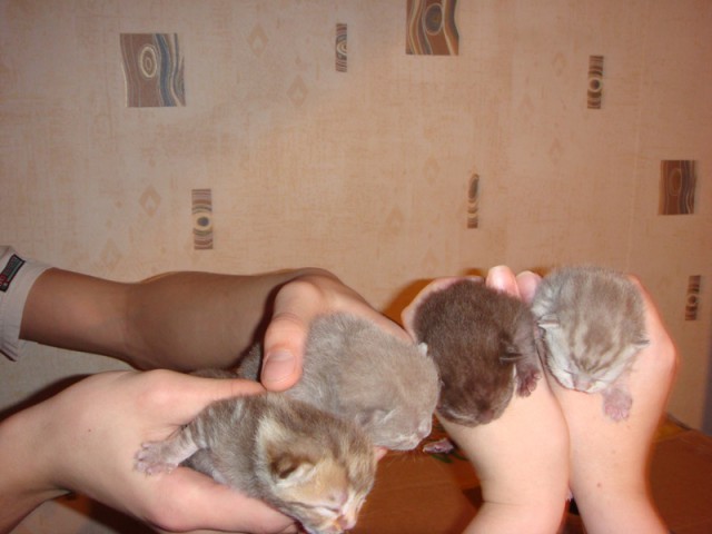 Котовторник 15.07.2014.