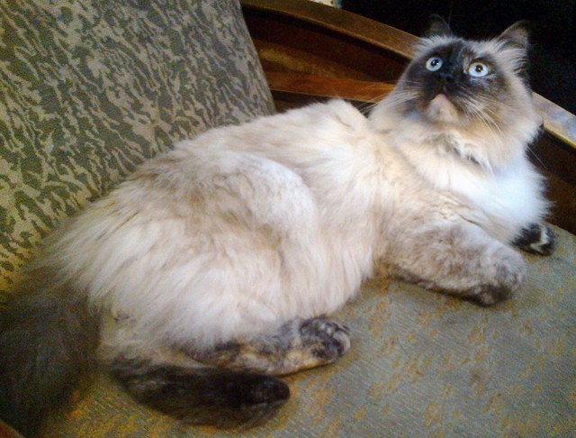Котовторник 09.09.2014