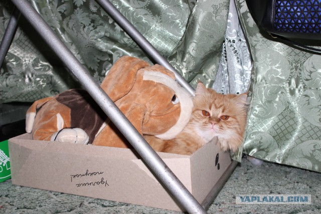 Самые популярные клички кошек и котов