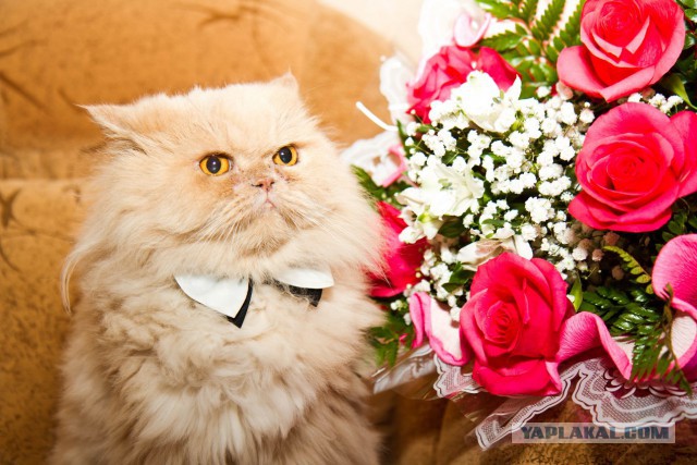 Уездные коты и кошки