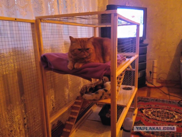 Клетка для фретки