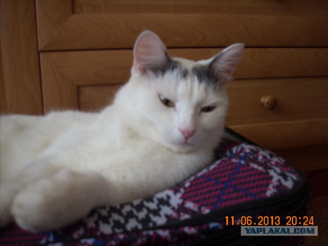 Котовторник