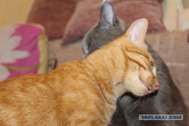 Котовторник 14.07.2015