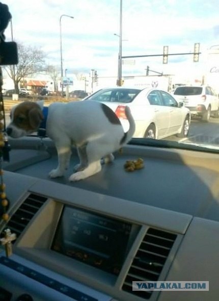 Только что купил щенка...