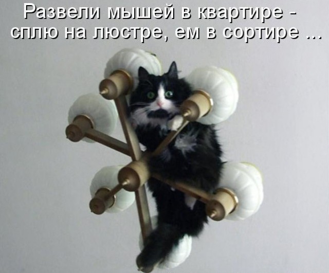 Котовторник  10.11.2015