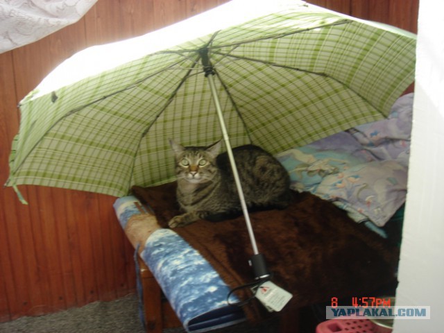 Котовторник