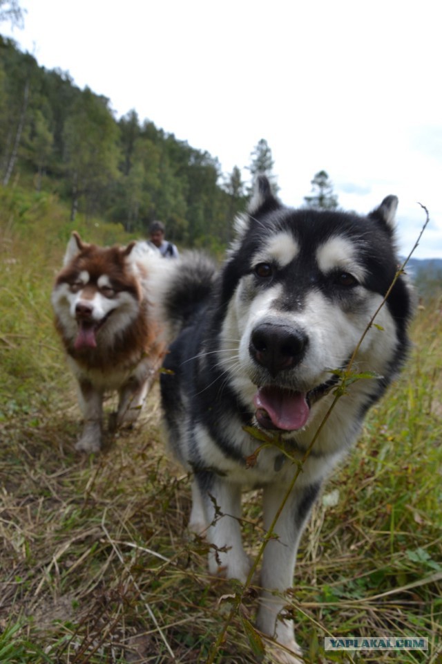 Собакочетверг же, ау!