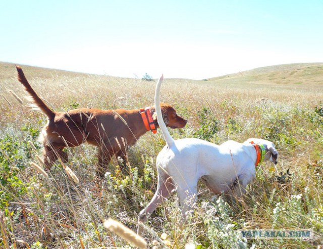 Собакочетверг