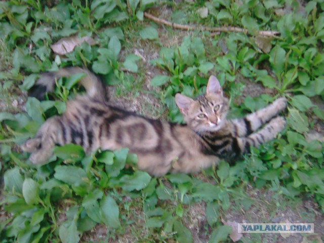 Мой личный котоленд 12