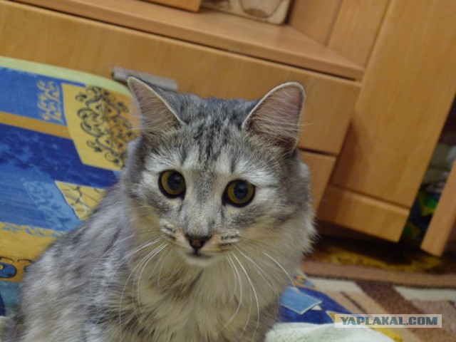 Котовторник 30.08.2016