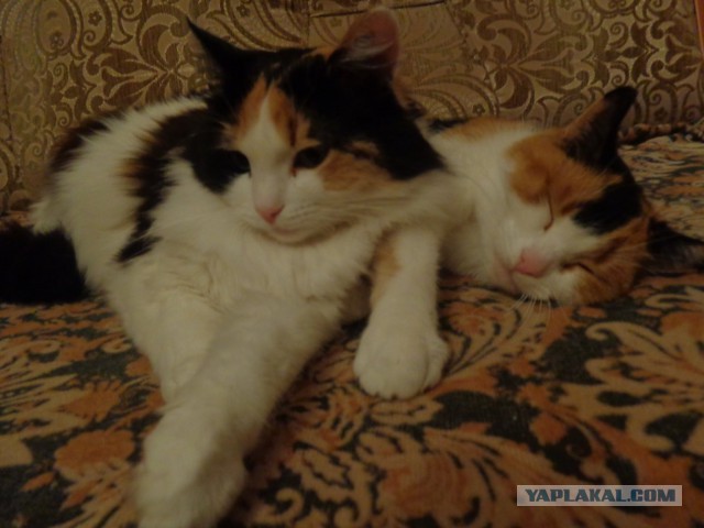 Котовторник 25.10. 2016