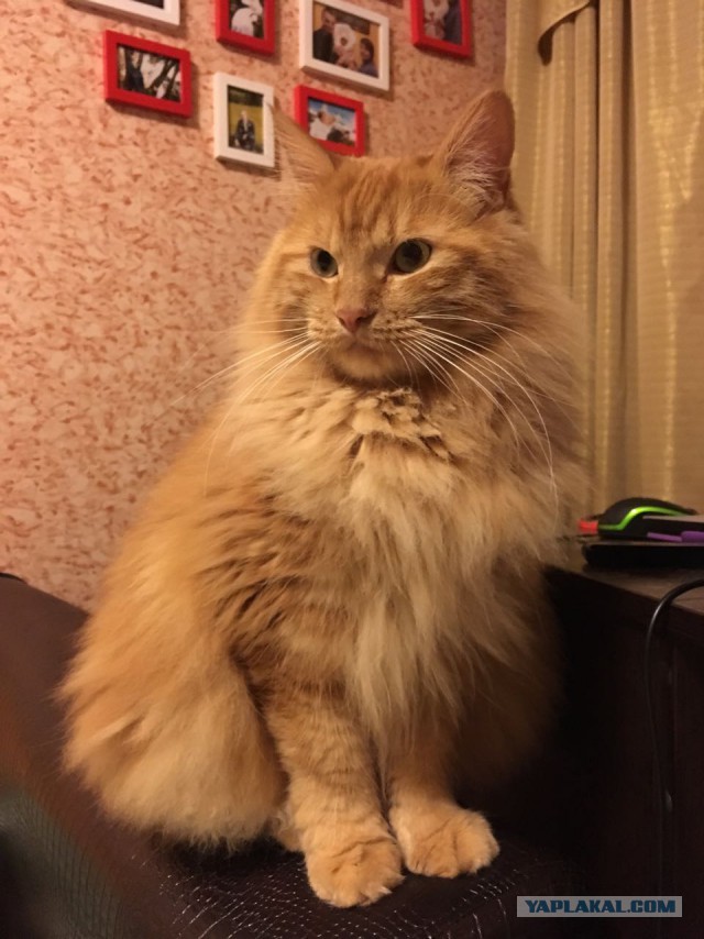 Котовторник 01.11.2016 г.