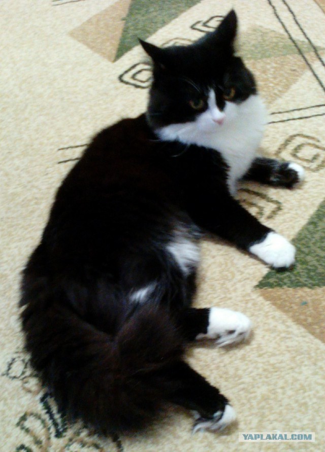 Котовторник 08.11.2016