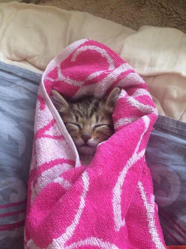 Коты из сети
