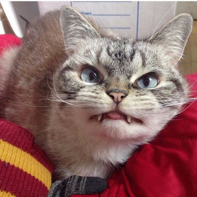 Коты из сети
