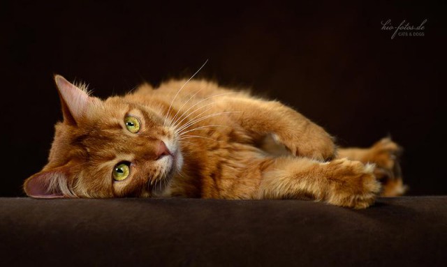 Коты из сети
