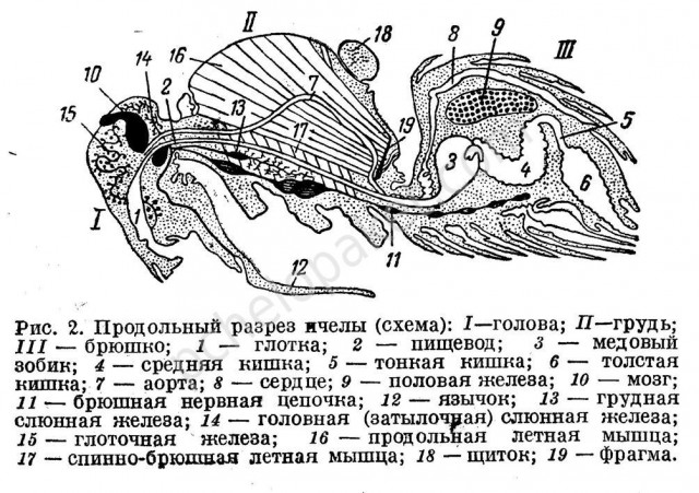 О "пользе" ГМО. И снова!