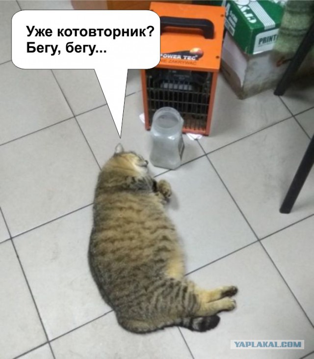 Котовторник 07.03.2017
