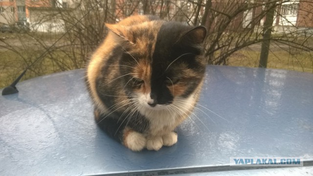 Коты и Кошки