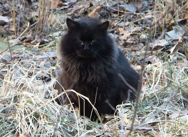 Портреты бродячих котов