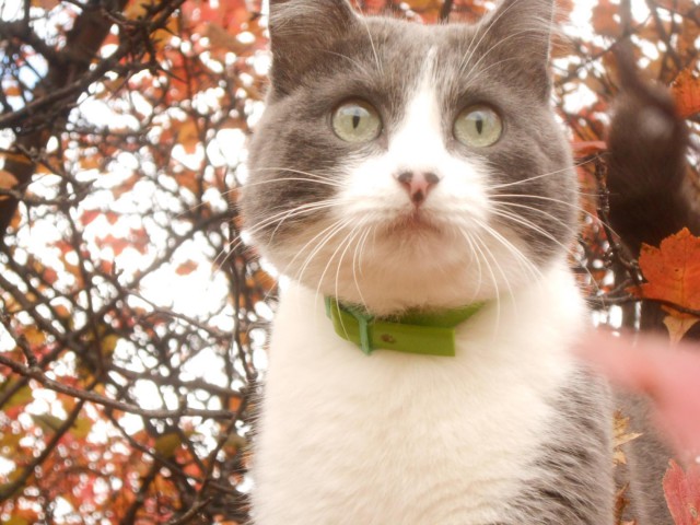 Коты и Кошки