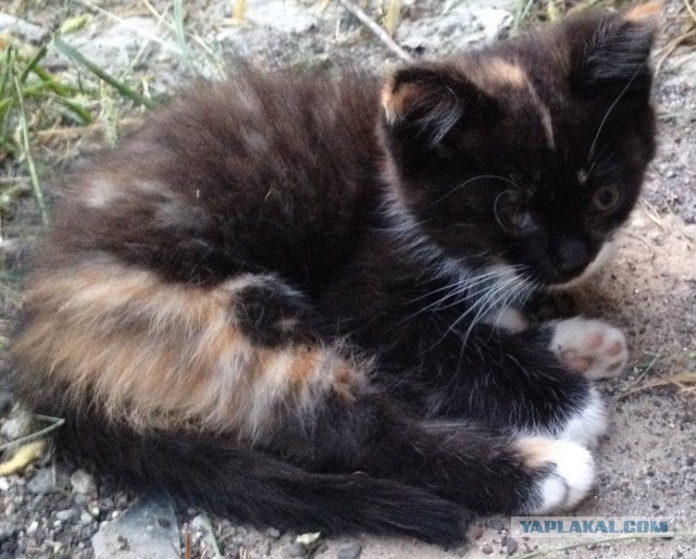 Маленькая кошечка ищет дом