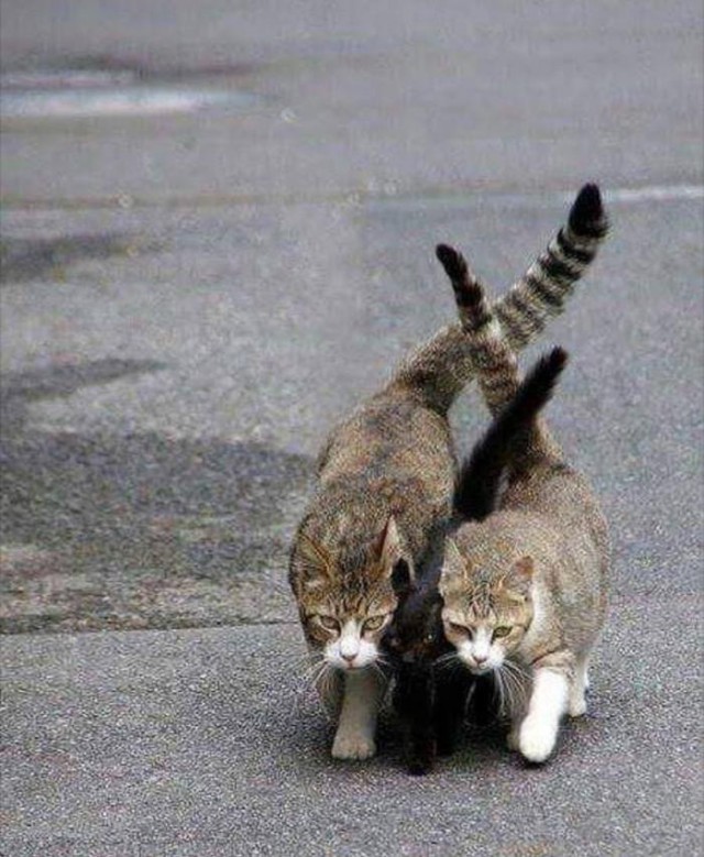 Коты и Кошки