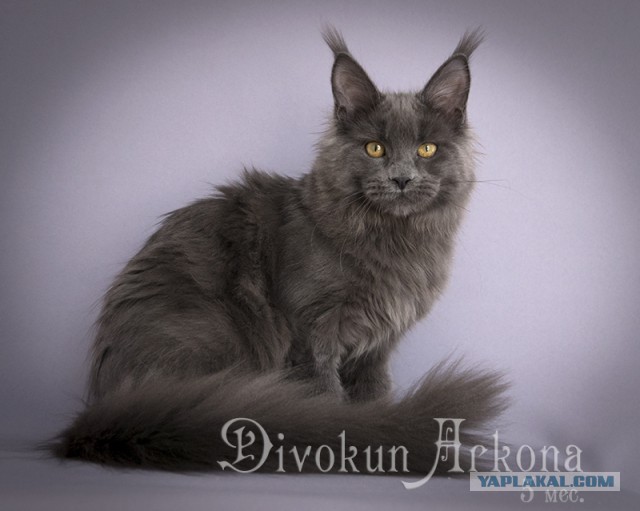 Котовторник 29.08.2017