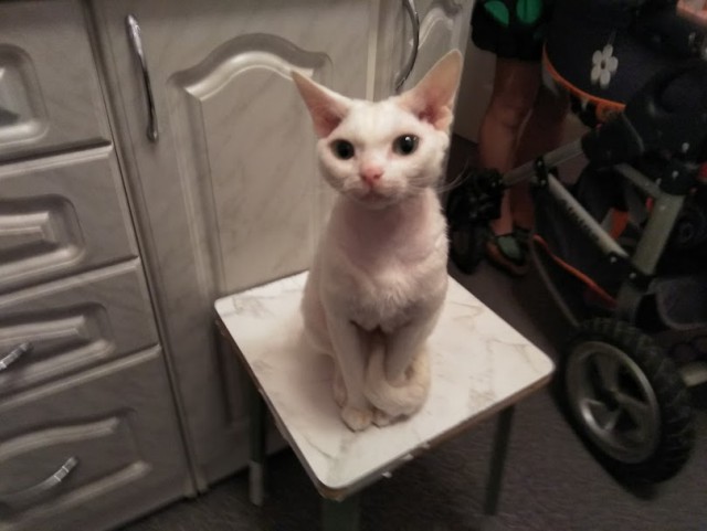 Котовторник 03.10.17.