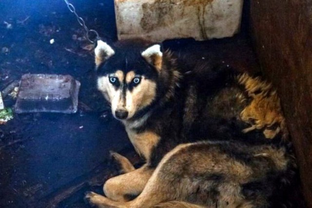В Тверской области в чудовищных условиях без еды и воды погибают 160 собак - хаски, маламуты и метисы