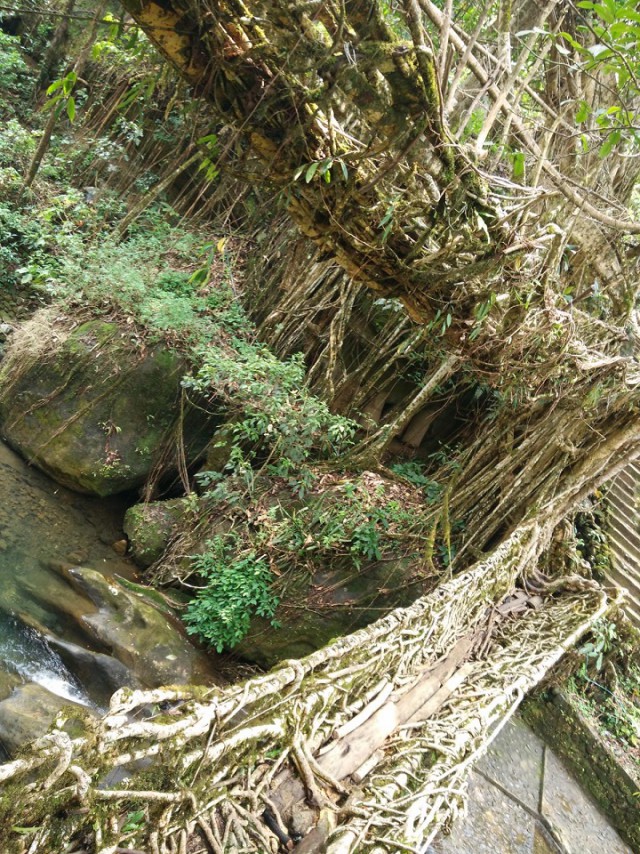 К живым мостам и обратно. Заметки из Индии