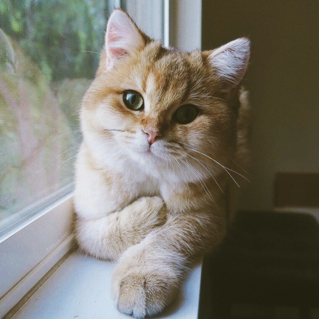Прикольных котов пост