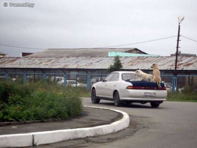 Самые безумные способы перевозки