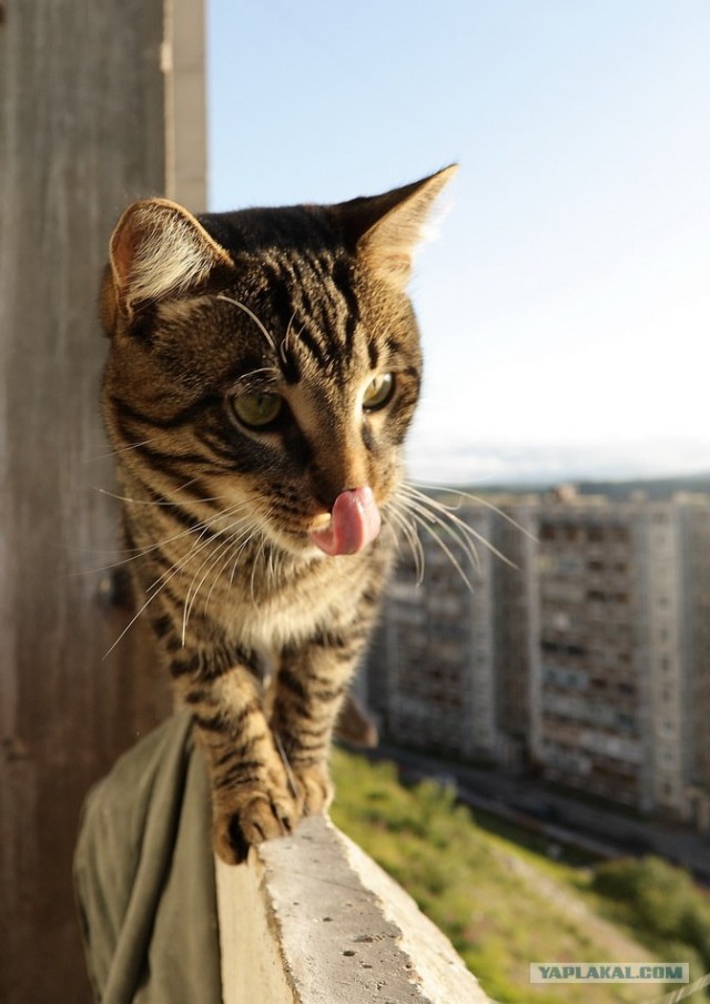 Котовторник (13.01)