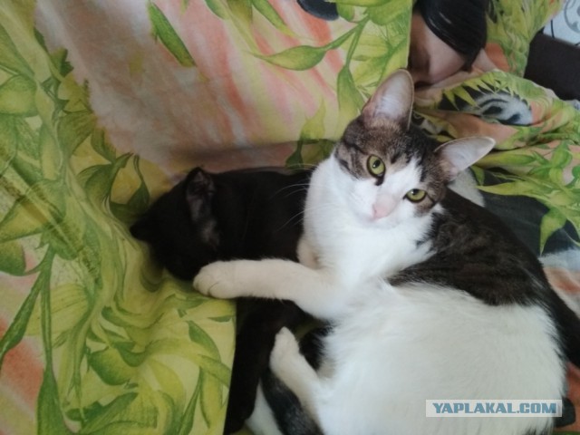 Котовторник  31.07.2018