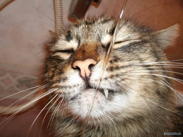 Котовторник на 1-е июня