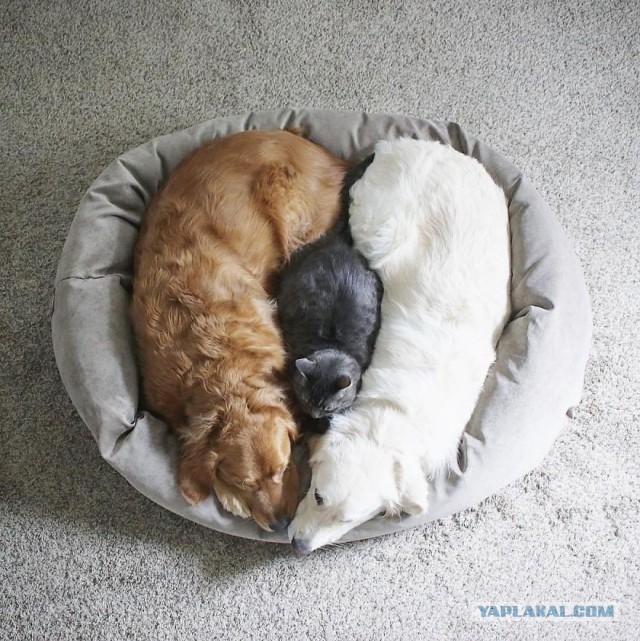 Кошки или собаки?