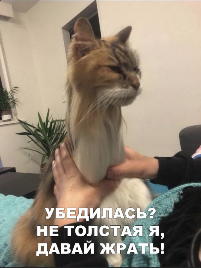 Немного милоты