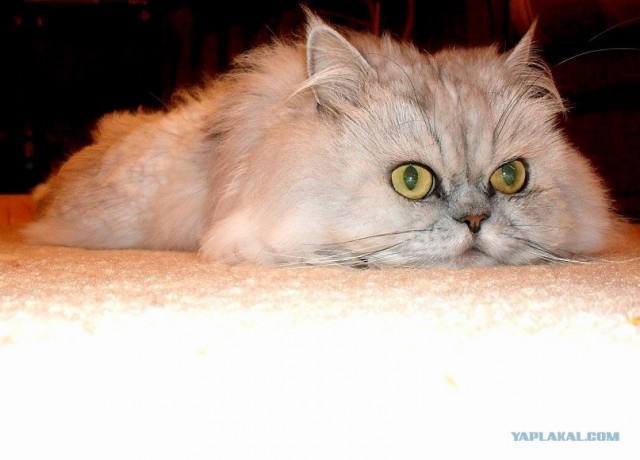 Котовторник, для любителей кошек