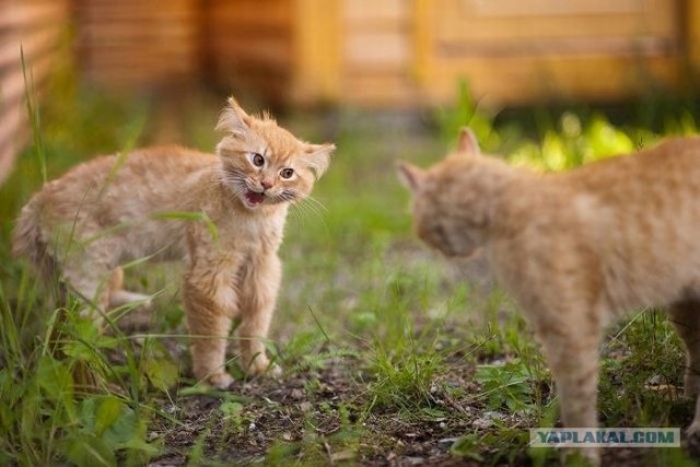 Котовторник 06.09.11