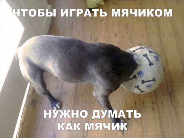 Милые животные. Мимиметр сломался