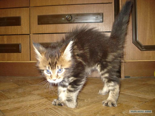 Котовторник (31.01.2012)