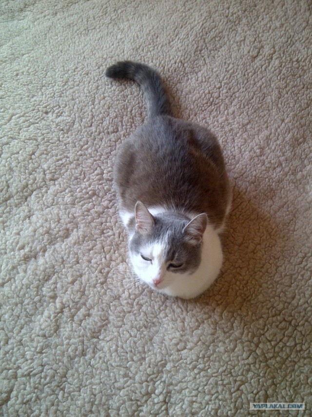 Котовторник 17.04.2012