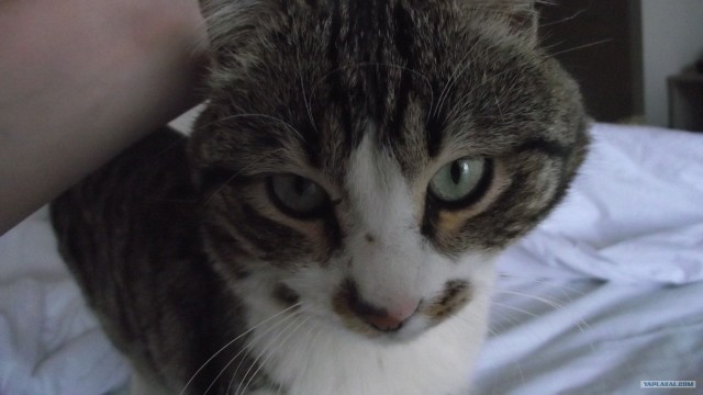 Котовторник 1 мая 2012