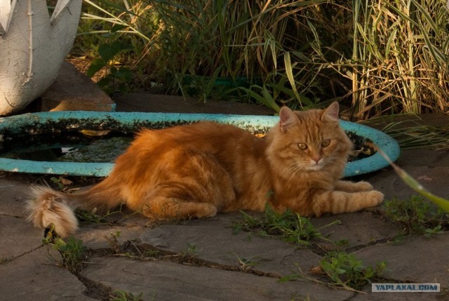 Котовторник 8 мая 2012